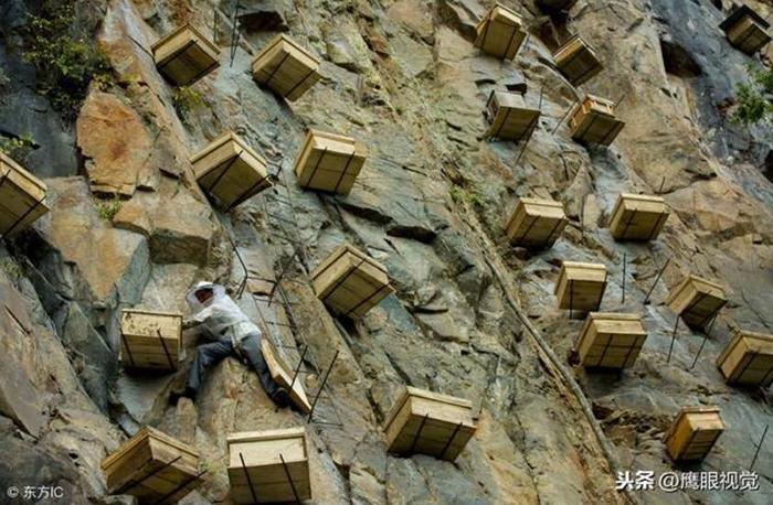 佩戴速差防坠器在悬崖采蜜